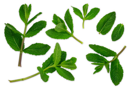 Set fresh mint isolated on white backgroundの写真素材