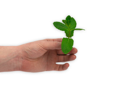Young plant in hand isolated on white background. Mint branch in male hand. New life.