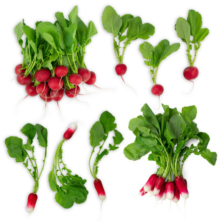 Fresh red garden radish isolated on white background. raw vegan healthy concept.の写真素材