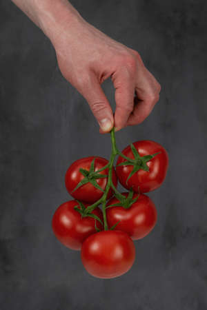 Farmers hands with freshly harvested tomatoes. Young man hands holding natural healthy tomatoes from...