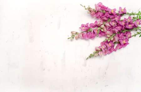 Purple antirrhinum flowers on the white wall background. Top view. Copy space.の写真素材