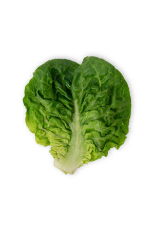 freshly harvested little gem lettuce leaf on a white background. Top view.の写真素材