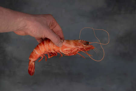 Hand are holding shrimp big size, Big shrimp in hand.の写真素材