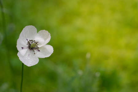 Single white flower in front of green background with water drops.