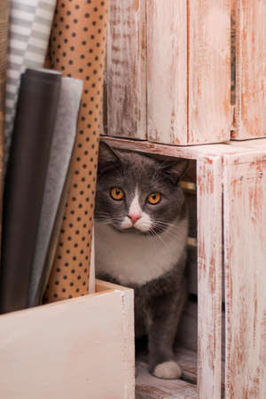 Gray flufy cat sitting in wooden box. Gray cat.の写真素材