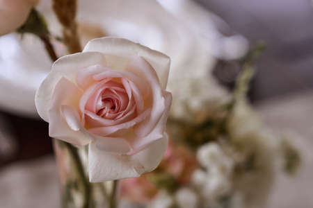 Beautiful Pink Rose closeup on the table.の写真素材