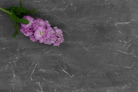 Bouquet of purple spring flowers on grey wall background. Copy space. Mathiola flowers.の写真素材