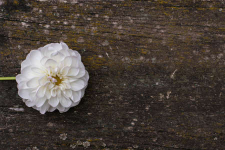 White dahlia flower on wooden background. Copy spaceの写真素材