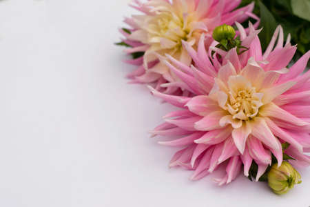 Pink dahlia flower isolated on white background. Fresh flowersの写真素材