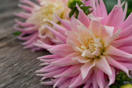 Close-up pink dahlia flowers on wooden background.の写真素材