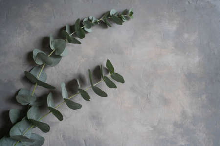 Eucalyptus branches and leaves on a grey concrete background. Copy space.