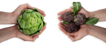 Artichokes in hand isolated on white. BIO vegetables.の写真素材
