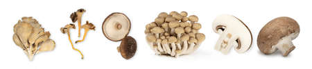 Different types of mushroom isolated on white backgroundの写真素材
