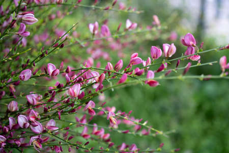 Close-up of bright pink flowers on blooming Cytisus Decumbens branch in the garden. Broom flower. Genesta flower.の写真素材