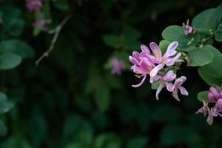 Close-up spring pink flowers on dark background.