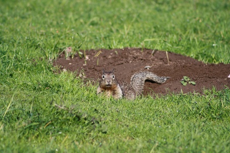 Mr. Ground Squirrel