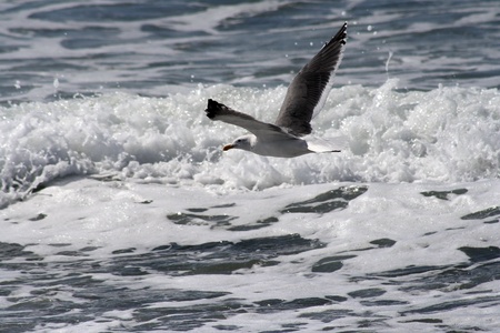 Seagull in Flightの写真素材