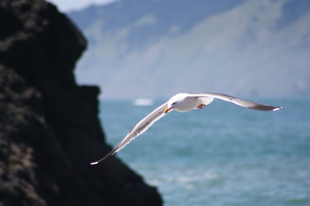Soaring Seagull