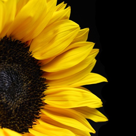 Sunflower Closeup on Black Backgroundの写真素材
