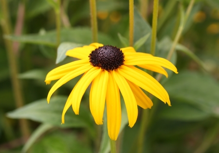 Black-Eyed Susanの写真素材