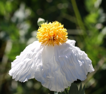 Matilija Poppyの写真素材