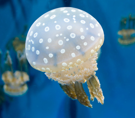 Spotted Jellyfishの写真素材