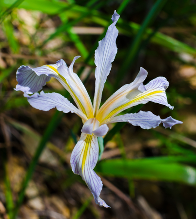 Wild Irisの写真素材