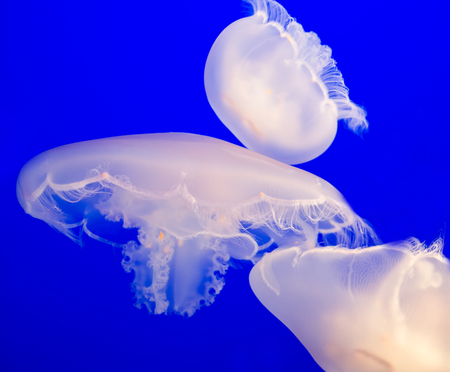 Moon Jellyfishの写真素材