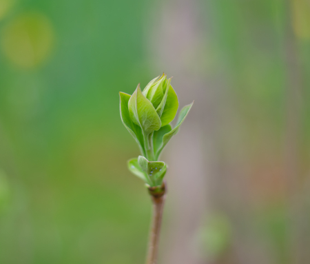 Budding Tree Leavesの写真素材