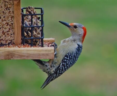 Red-Bellied Woodpecker on Feederの写真素材