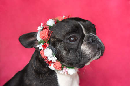 French bulldog with a flowered tiara portrait at studioの写真素材