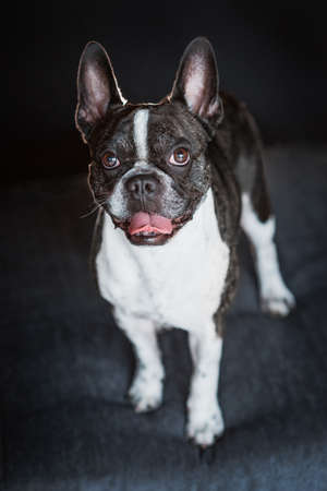 French bulldog looking at camera portrait at studioの写真素材