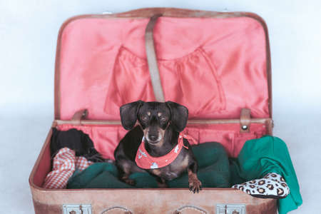 Miniature Dachshund puppy sitting in a suitcase. Travel conceptの写真素材