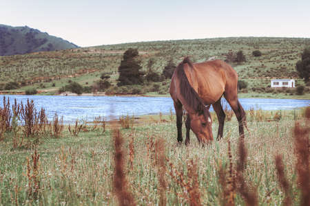 Horse grazing at the shore of a lakeの写真素材