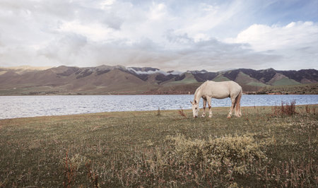 Horse grazing at the shore of a lakeの写真素材