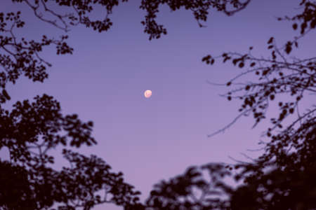 Moon between trees during daytimeの写真素材