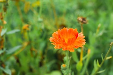 A beautiful Calendula flower covered with droplets of water.の写真素材