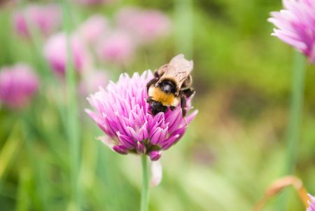 A bee on a flowerの写真素材