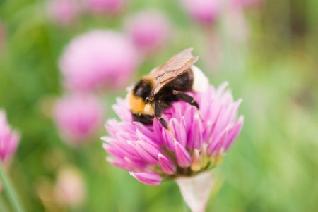 Bumblebee on a flower bowの写真素材