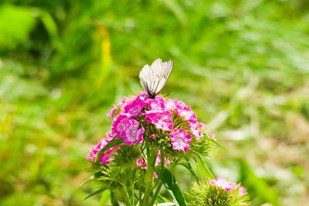 Butterfly on a flowerの写真素材