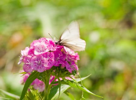 Butterfly on a flowerの写真素材