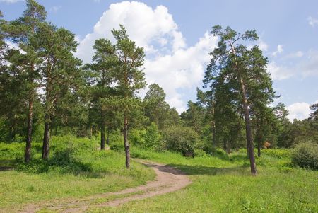 Forest Runnerの写真素材