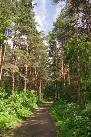 Forest Runnerの写真素材