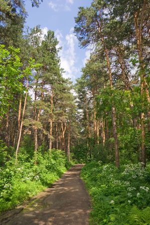 Forest Runnerの写真素材