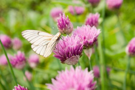 Butterfly on a flowerの写真素材