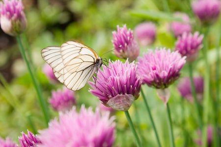 Butterfly on a flowerの写真素材