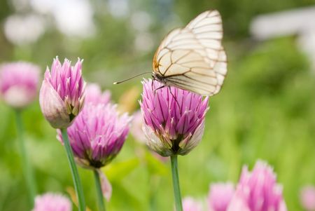 Butterfly on a flowerの写真素材