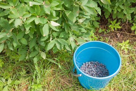 picking honeysuckleの写真素材