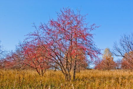 Landscape with abandoned Apple orchard, autumnの写真素材
