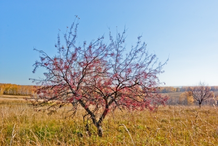 Wild Apple-tree in the field autumn dayの写真素材